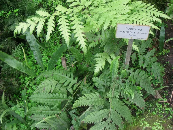 Foto von Farn (Tectaria cicutaria).