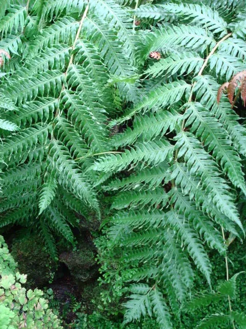 Foto von Farn (Woodwardia unigemmata).