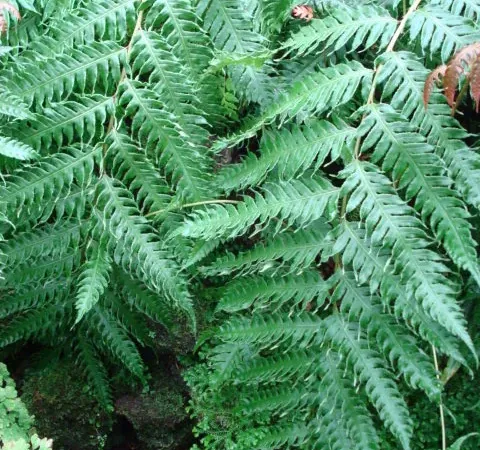 Foto von Farn (Woodwardia unigemmata).