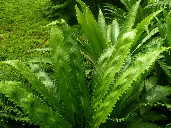 Foto von Farn (Asplenium antiquum).