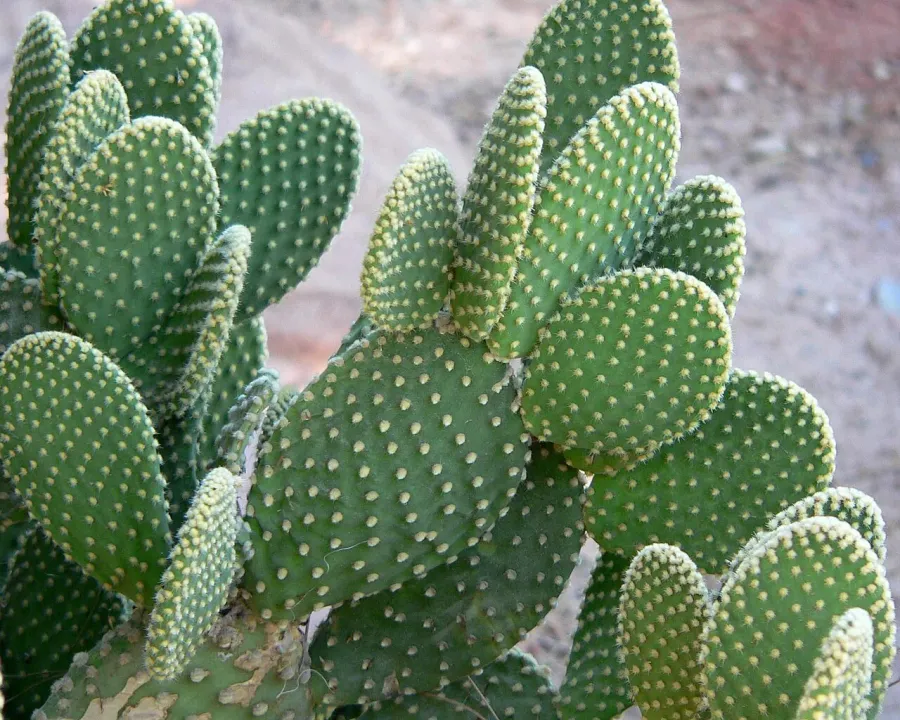 Foto von Feigenkaktus (Opuntia microdasys).
