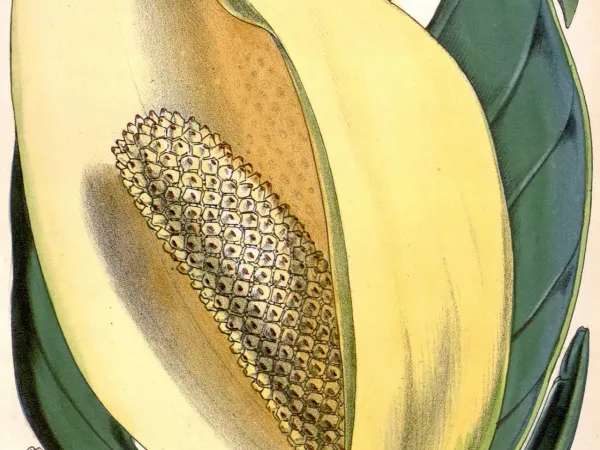 Foto von Fensterblatt (Monstera adansonii).