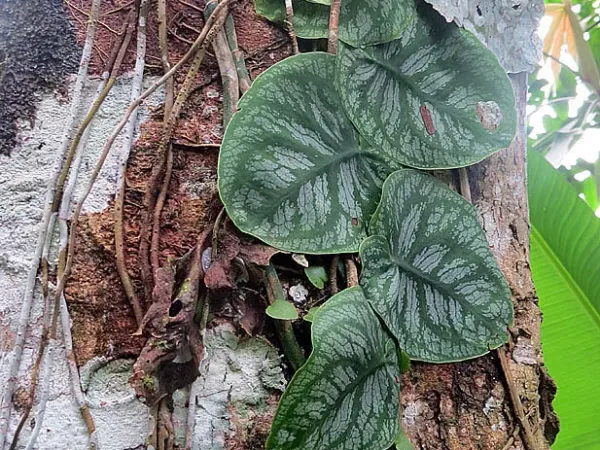Foto von Fensterblatt (Monstera dubia).