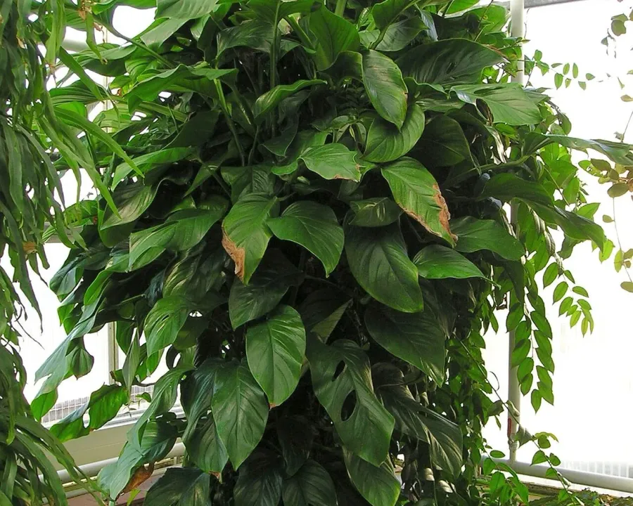Foto von Fensterblatt (Monstera obliqua).