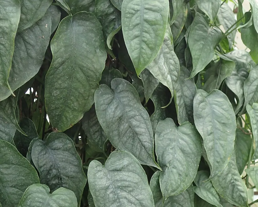 Foto von Fensterblatt (Monstera siltepecana).