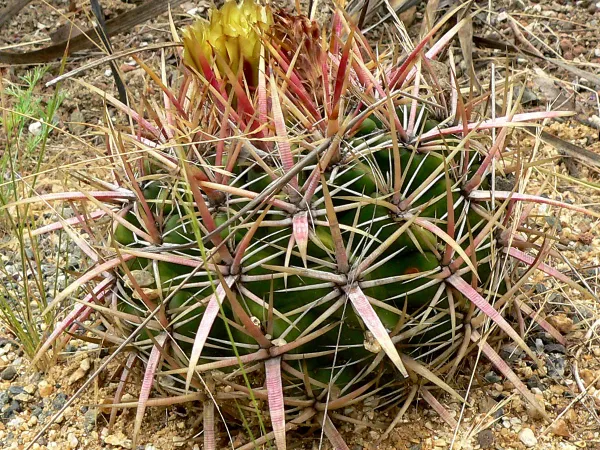 Foto von Ferokaktus (Ferocactus acanthodes).