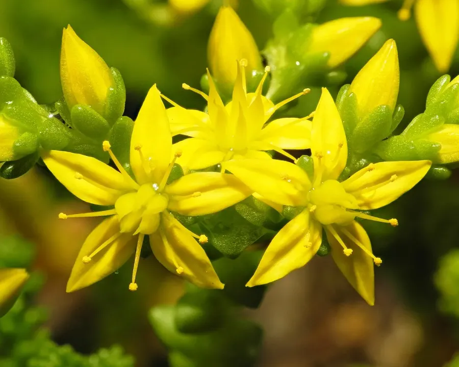 Foto von Fetthenne (Sedum acre).