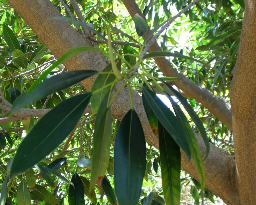Foto von Ficus (Ficus binnendijkii).