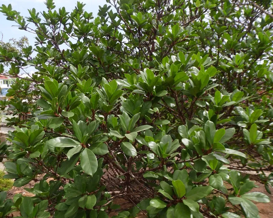 Foto von Ficus (Ficus cyathistipula).