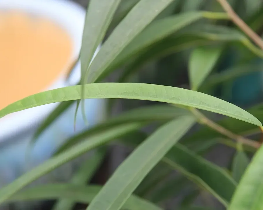 Foto von Ficus (Ficus maclellandii).