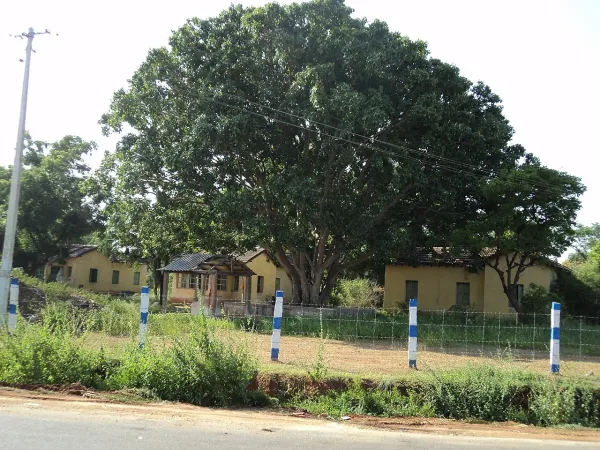 Foto von Ficus (Ficus religiosa).