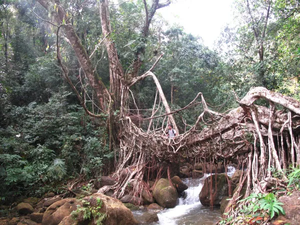 Foto von Ficus (Ficus elastica 'Tineke').