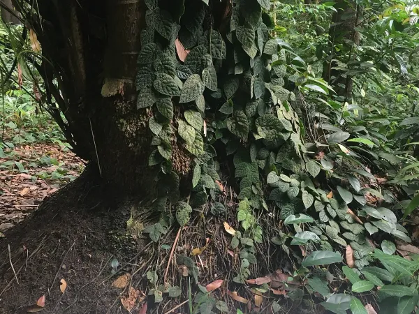 Foto von Ficus (Ficus villosa).
