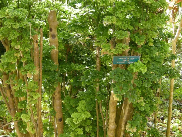 Foto von Fiederaralie (Polyscias guilfoylei).