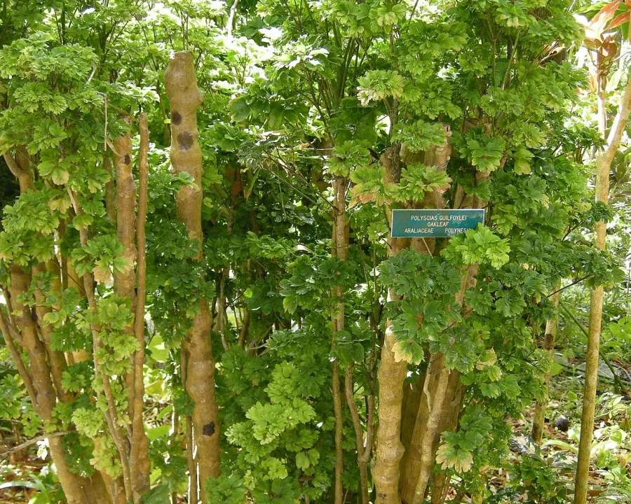 Foto von Fiederaralie (Polyscias guilfoylei).