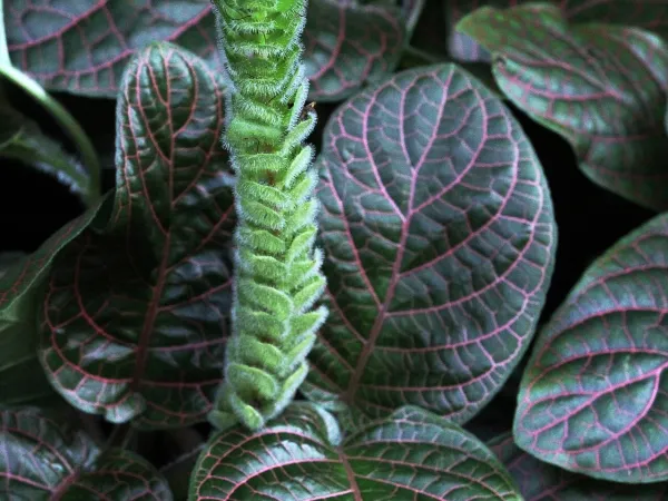 Foto von Fittonia (Fittonia verschaffeltii).