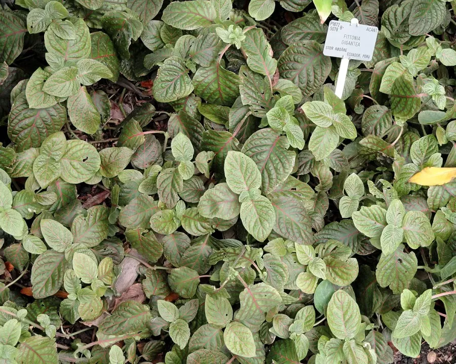 Foto von Fittonia (Fittonia gigantea).