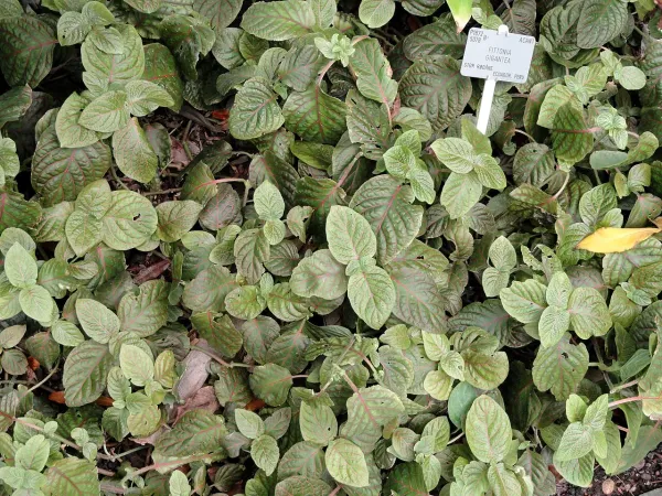 Foto von Fittonia (Fittonia gigantea).