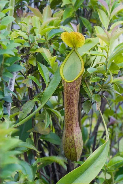 Foto von Fleischfressende Pflanze (Nepenthes alata).