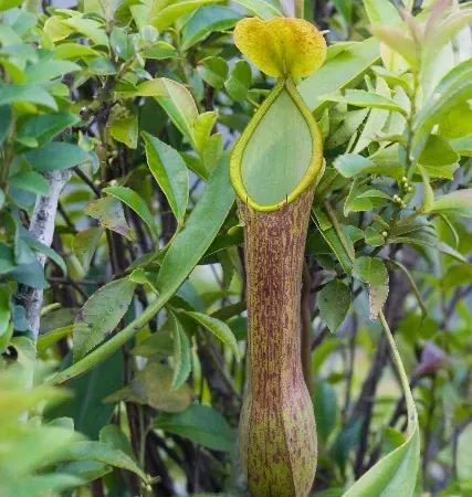 Foto von Fleischfressende Pflanze (Nepenthes alata).