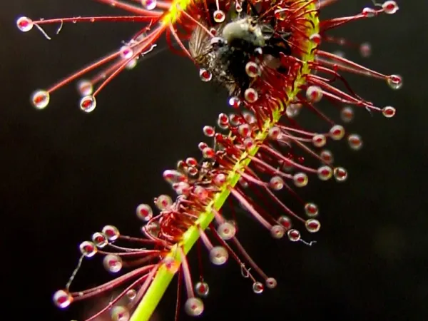 Foto von Fleischfressende Pflanze (Drosera capensis).