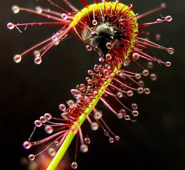 Foto von Fleischfressende Pflanze (Drosera capensis).