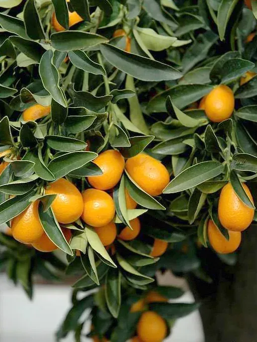 Foto von Fortunella (Fortunella margarita).