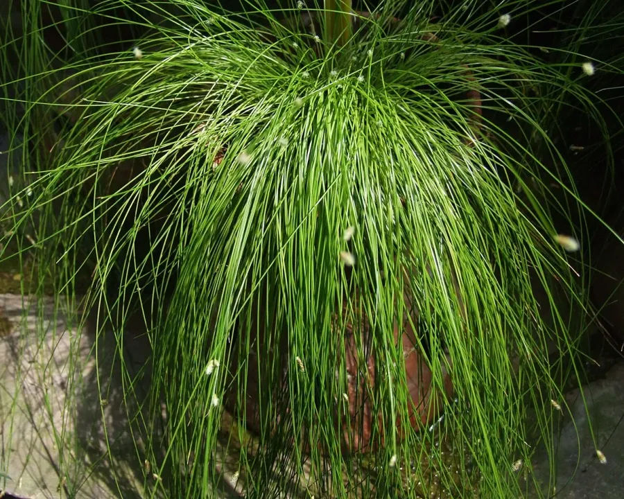 Foto von Frauenhaargras (Isolepis cernua).