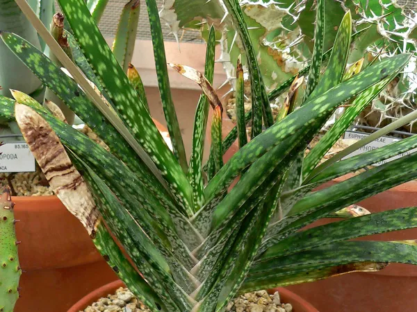 Foto von Gasterien (Gasteria bicolor).