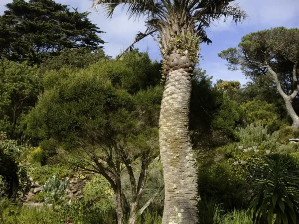 Foto von Geleepalme (Butia capitata).