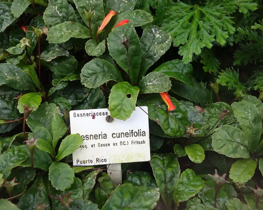 Foto von Gesnerien (Gesneria cuneifolia).