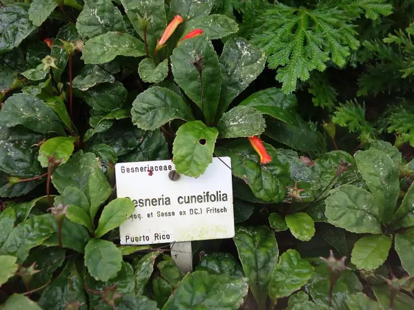 Foto von Gesnerien (Gesneria cuneifolia).