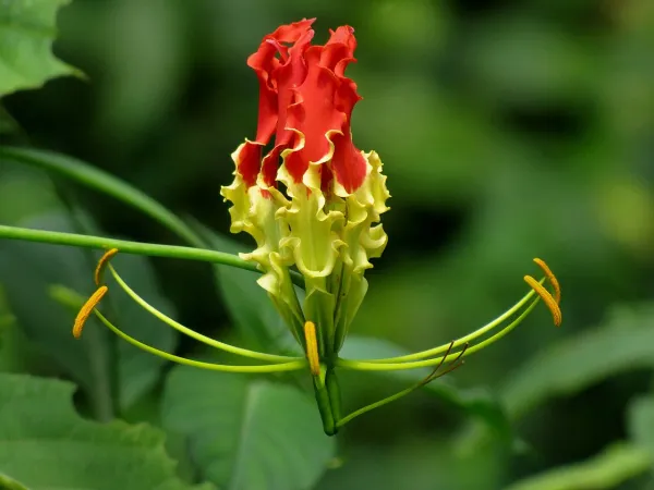 Foto von Gloriosa (Gloriosa superba).