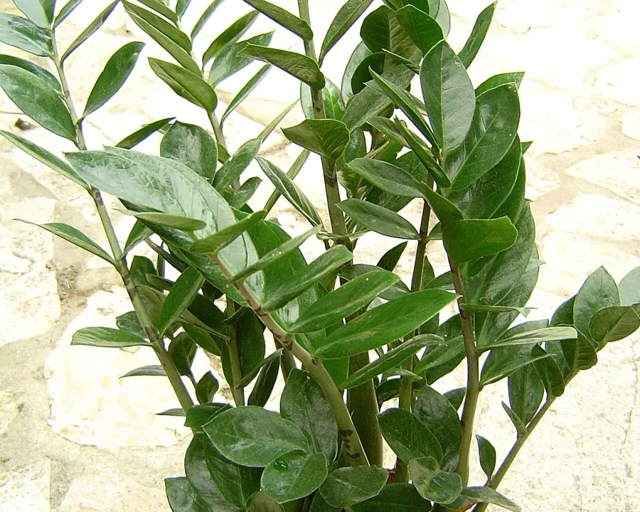 Foto von Glücksfeder (Zamioculcas zamiifolia).