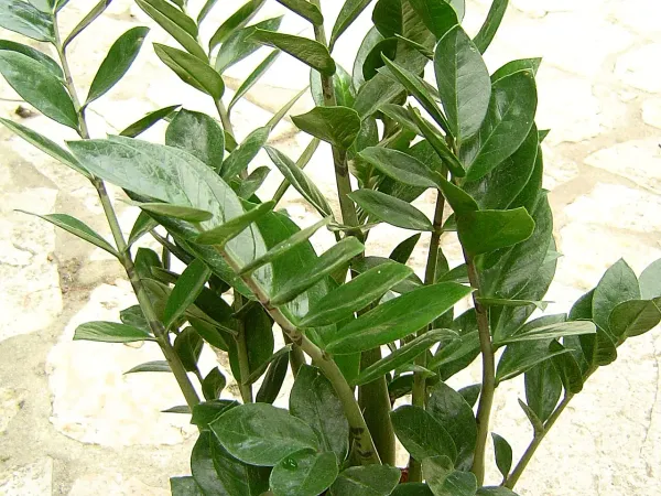 Foto von Glücksfeder (Zamioculcas zamiifolia).