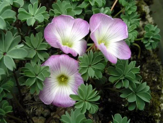 Foto von Glücksklee (Oxalis adenophylla).