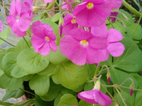 Foto von Glücksklee (Oxalis bowiei).