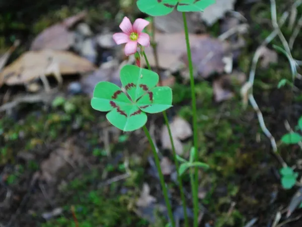 Foto von Glücksklee (Oxalis tetraphylla).