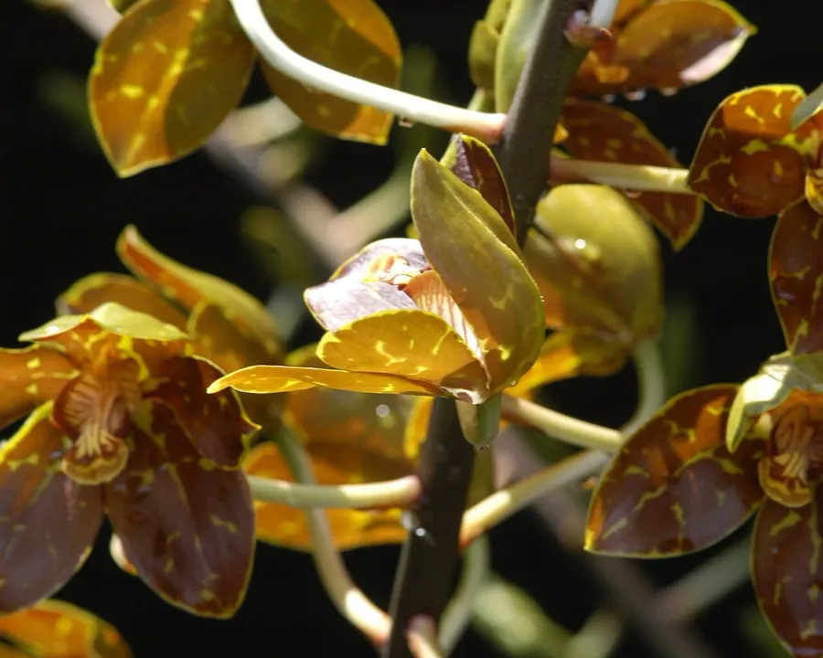 Foto von Grammatophyllum (Grammatophyllum speciosum).