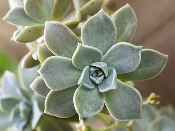 Foto von Graptopetalum (Graptopetalum paraguayense).