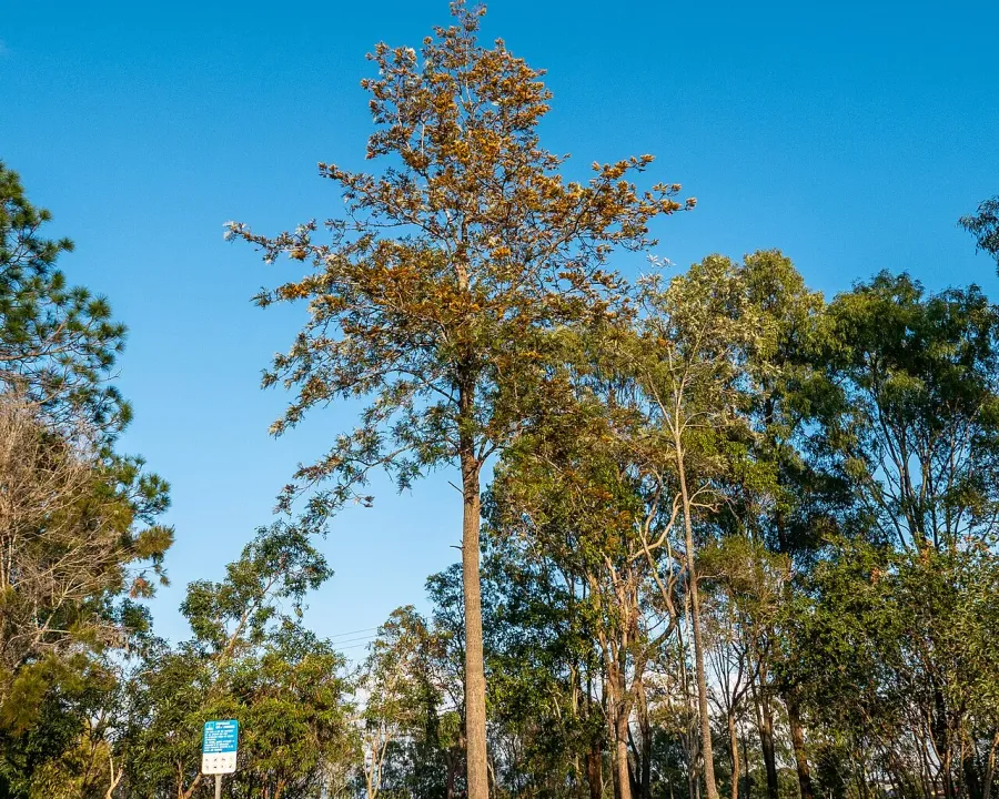 Foto von Grevillea (Grevillea robusta).