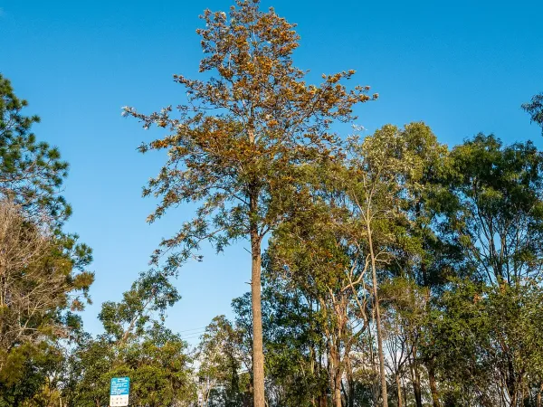Foto von Grevillea (Grevillea robusta).