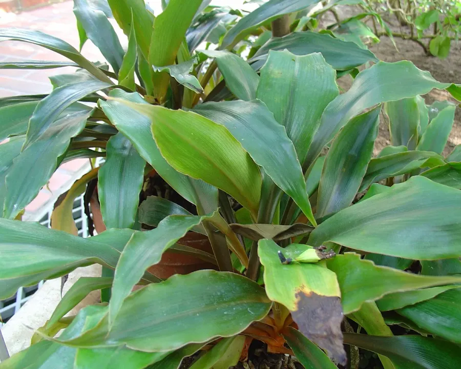 Foto von Grünlilie (Chlorophytum orchidastrum).