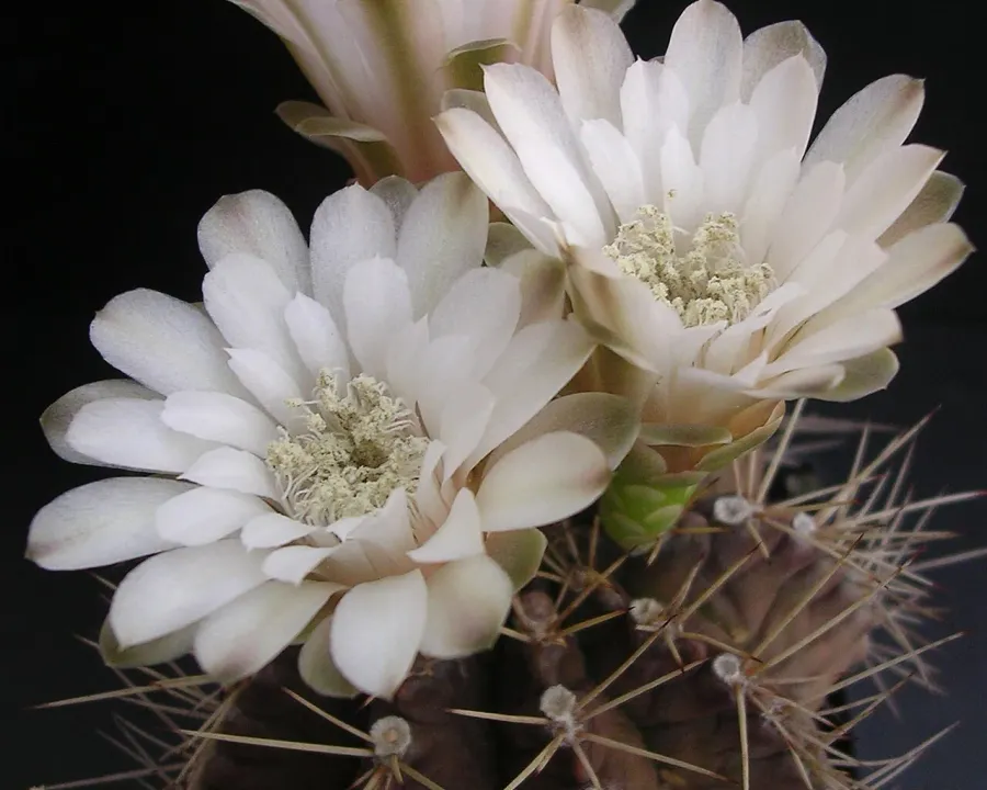 Foto von Gymnocalycium (Gymnocalycium mihanovichii).