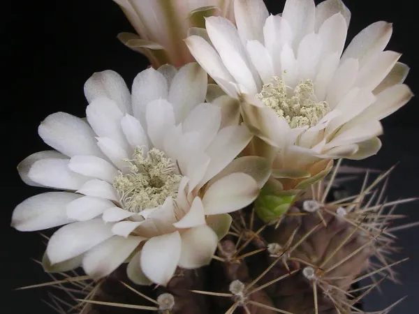 Foto von Gymnocalycium (Gymnocalycium mihanovichii).