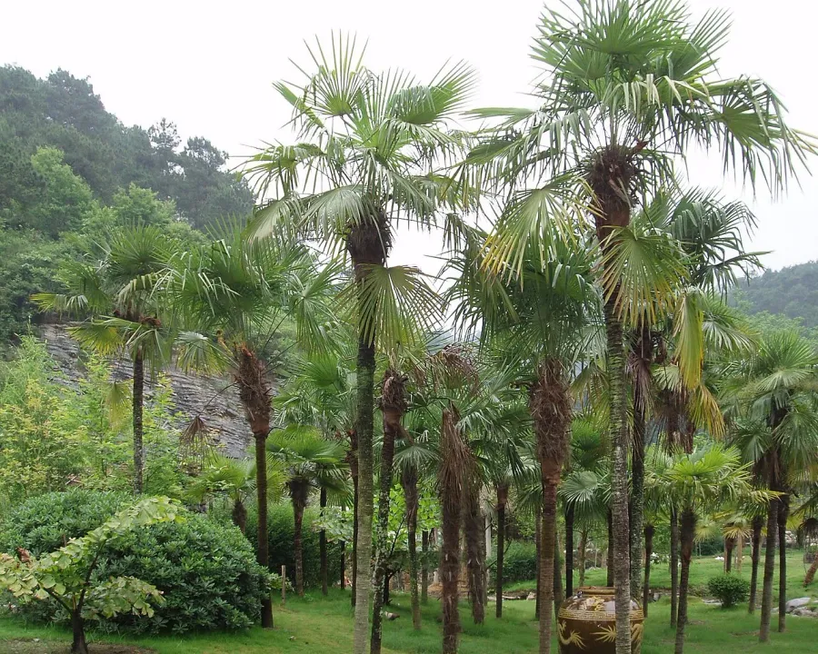 Foto von Hanfpalme (Trachycarpus fortunei).