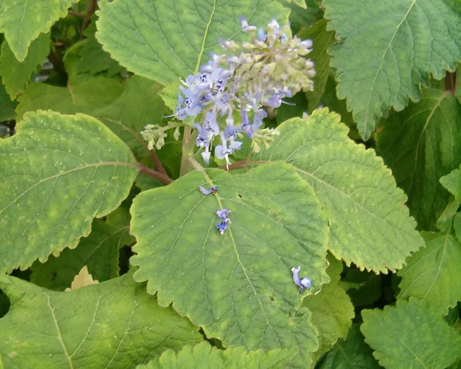 Foto von Harfenstrauch (Plectranthus fruticosus).