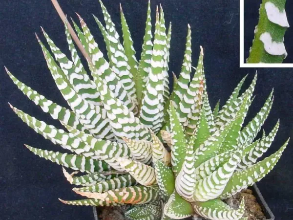 Foto von Haworthie (Haworthia attenuata).