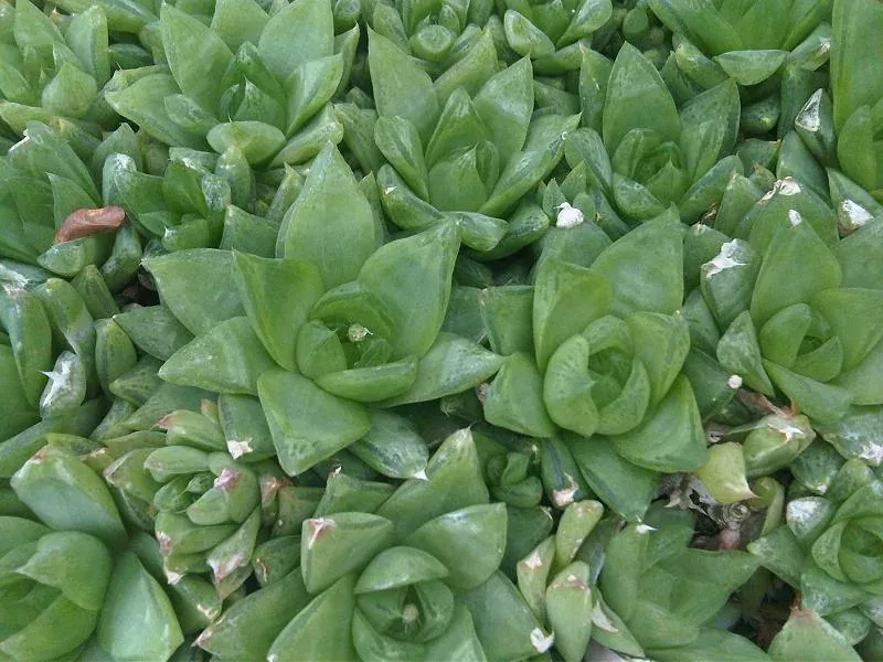 Foto von Haworthie (Haworthia cymbiformis).