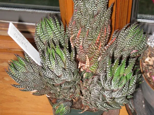 Foto von Haworthie (Haworthia fasciata).
